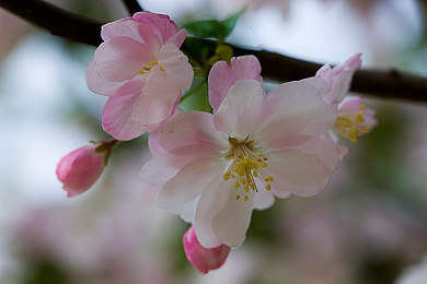 牡丹直播｜花海直播盛宴，牡丹魅力绽放-2