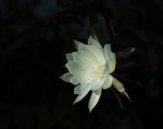 天美传媒春节相亲之孟孟｜春节相亲活动，打破传统魅力新体验-2