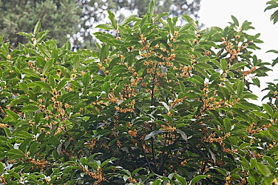 91麻豆精东果冻天美传媒老狼｜新媒体时代内容多样化面临道德挑战与机遇-2