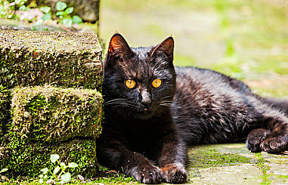 猎奇血腥官网入口｜网络净化者：猎奇终结，守护清朗网络-3