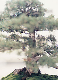极品人妻chinese天美传媒｜家庭关系的深度探讨与新媒体的创新碰撞-1