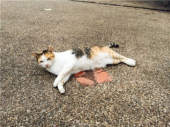 校花被变态用毛笔挠尿孔｜校园惊魂：校花遭遇变态袭击，安全防线紧急升级-1
