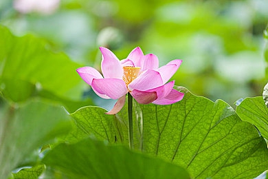 妈妈吃童子鸡小马拉大车游戏｜探索奇思妙想：“妈妈吃童子鸡，小马拉大车”惊悚游戏体验-2