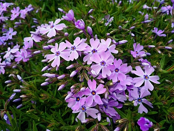 香蕉插进水蜜桃｜香蕉水蜜桃奇幻盛宴-1