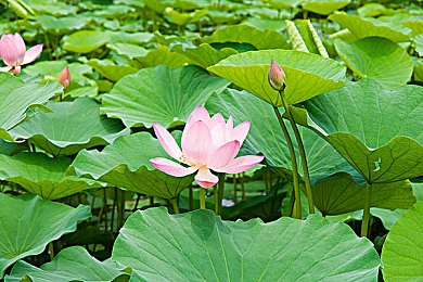 免费专区--色哟哟｜免费专区“色哟哟”揭秘：海量资源免费共享，文化生活新体验